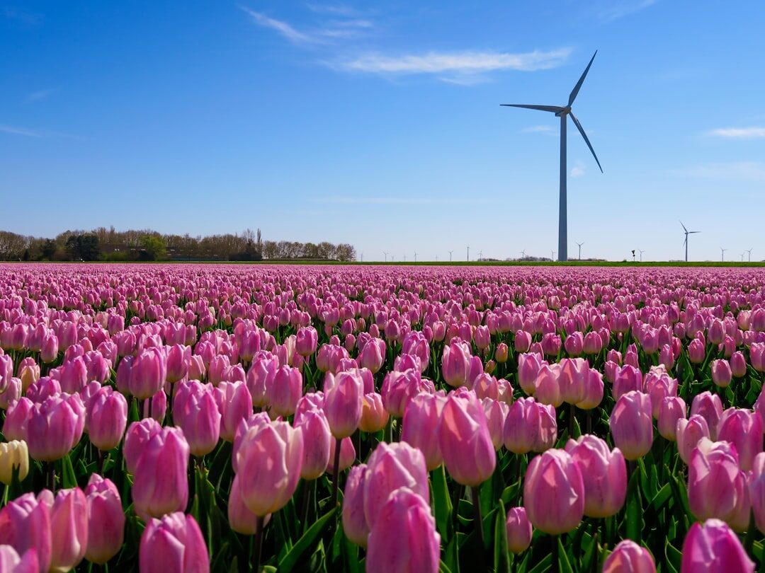 dutch festival in polder